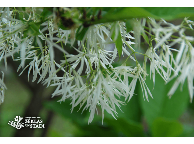 Chionanthus virginicus